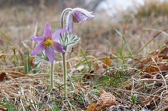 pulsatilla montana #2