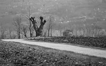 campagna veneta