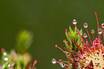 drosera