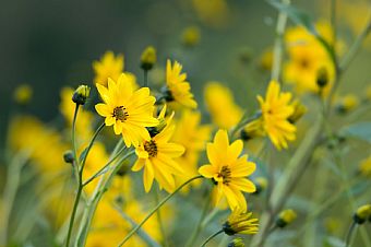 Helianthus tuberosum: confusione