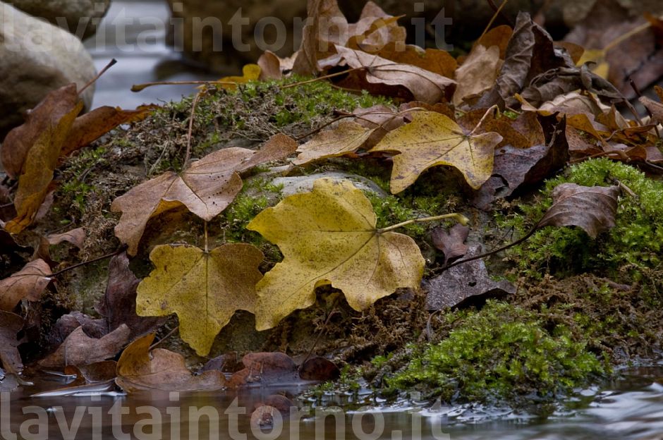composizione di fine autunno