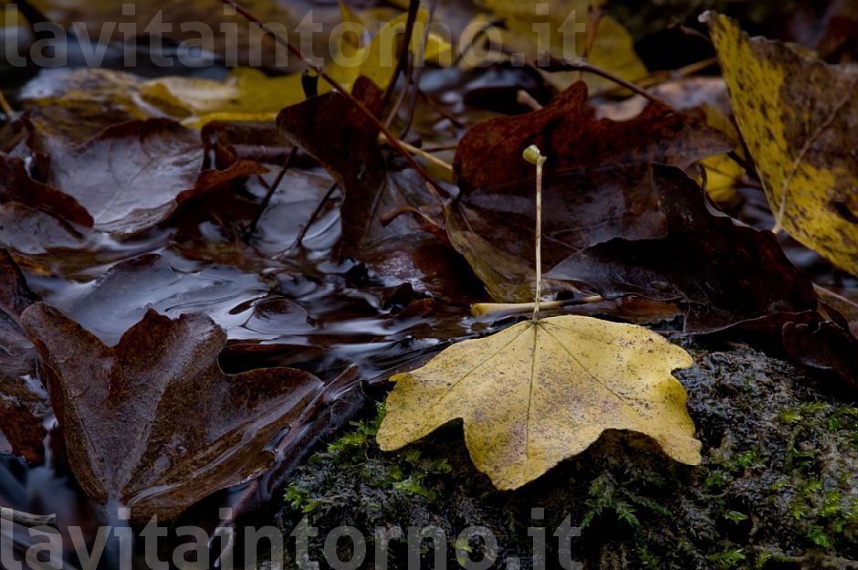 composizione di fine autunno #2