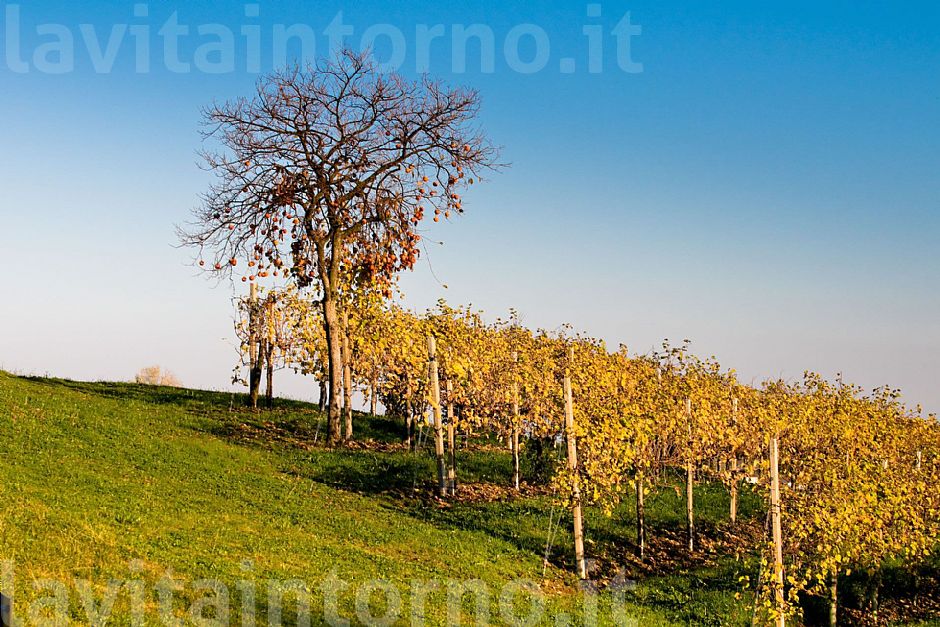 autunno fra le viti