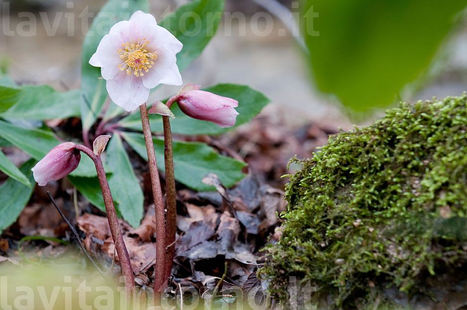 Helleborus Niger
