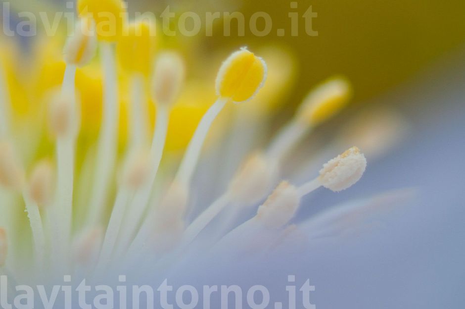 colors ... by Helleborus Niger #2