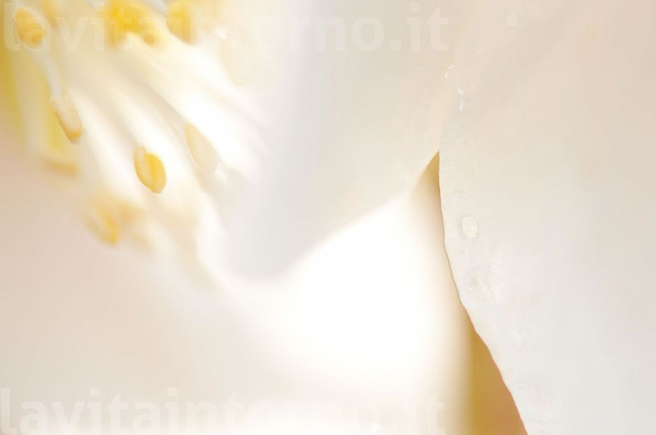 abstract ... by Helleborus Niger