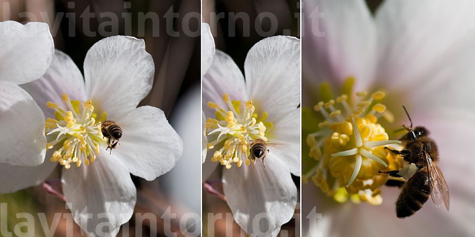 destination Helleborus #2