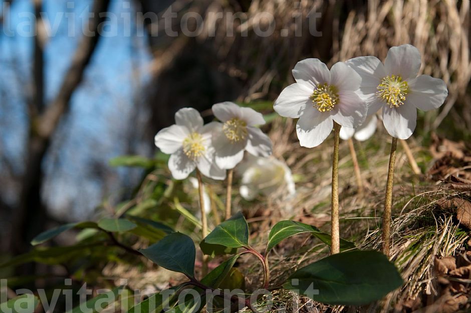 my set of Helleborus