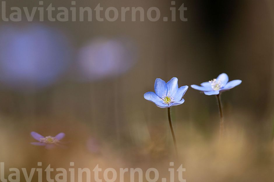 Hepatica Nobilis