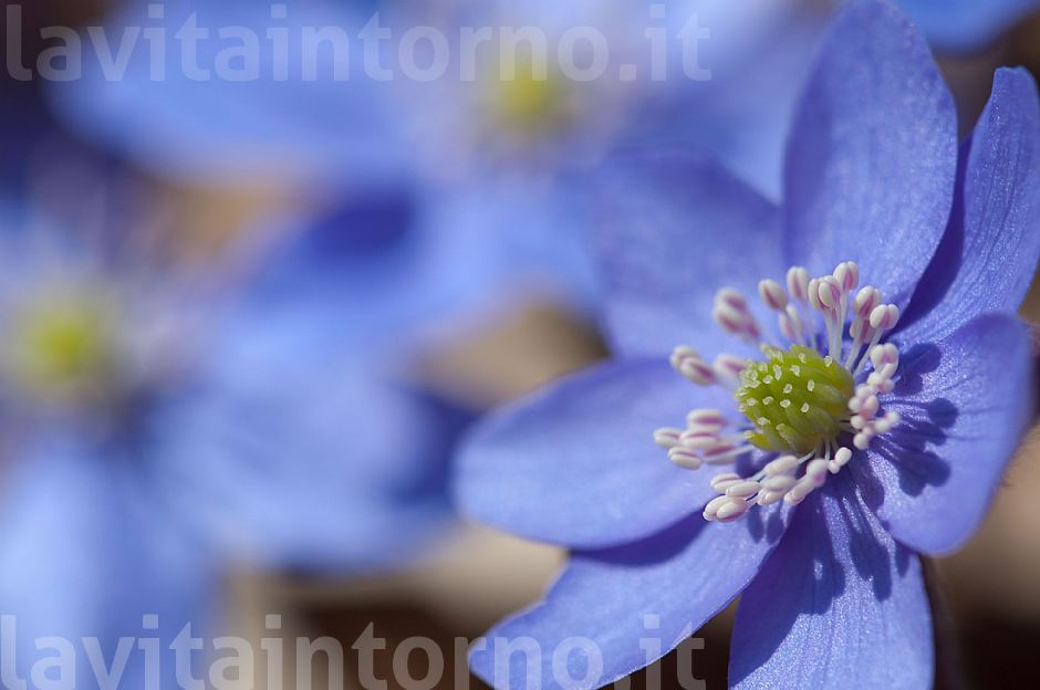 Hepatica Nobilis #3