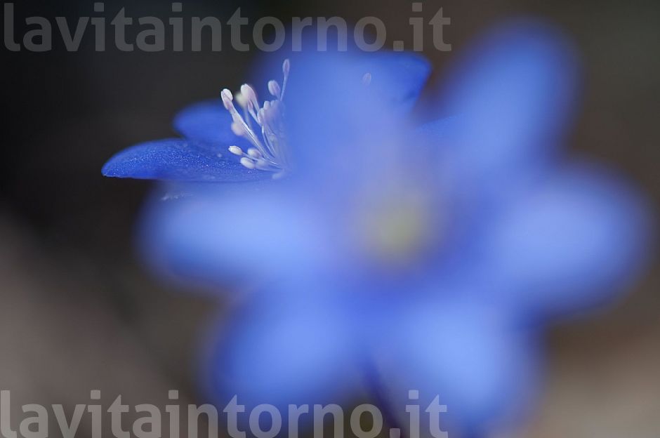 blurry Hepatica