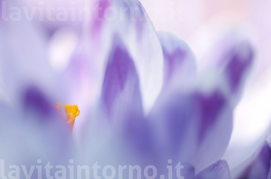 Crocus Colors #3