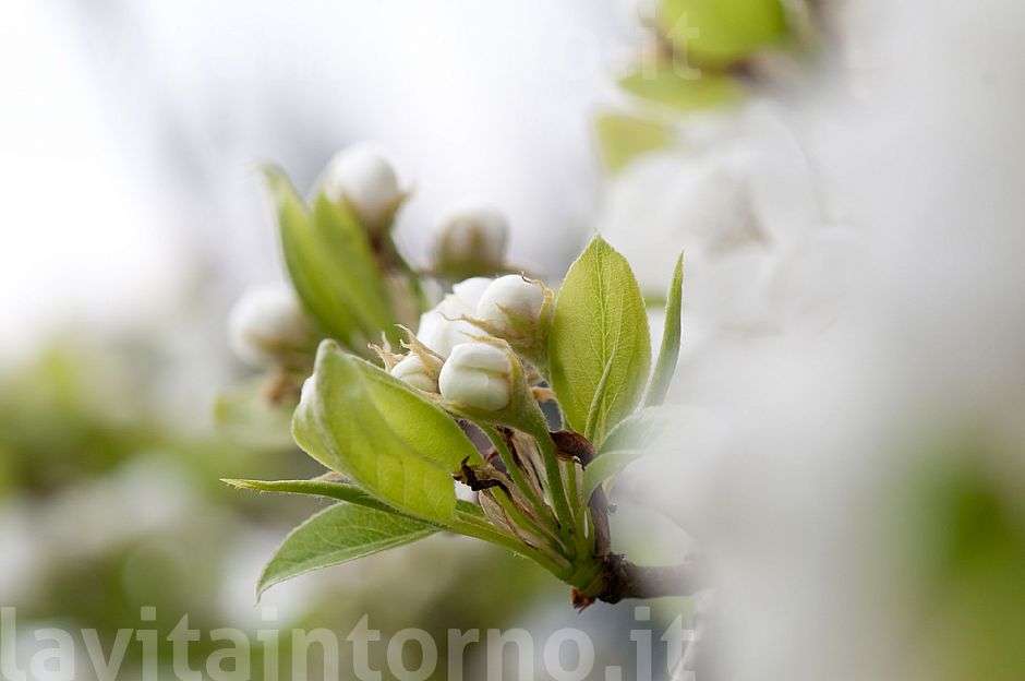 Happy Easter / Buona Pasqua