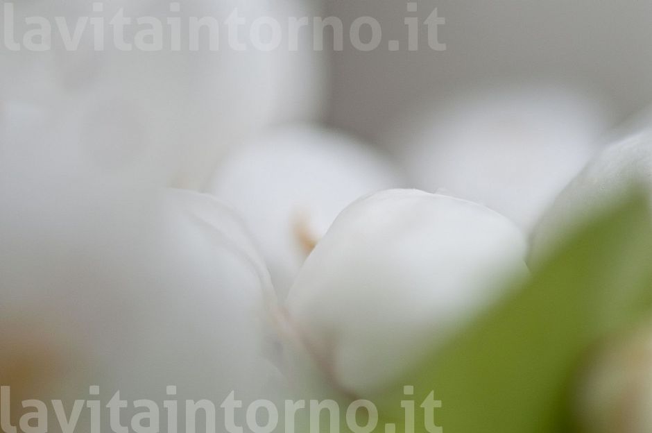 Happy Easter / Buona Pasqua #2