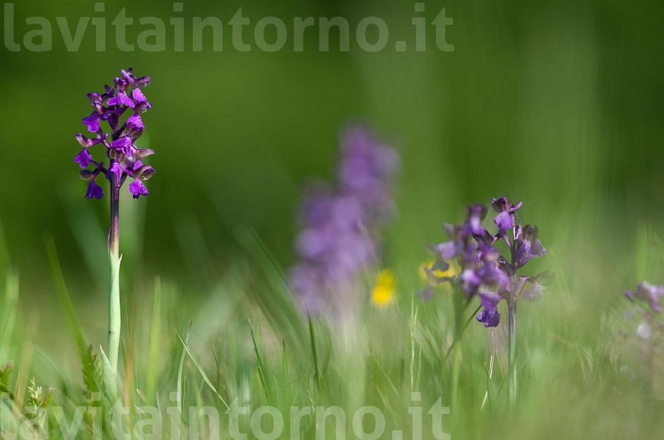 Orchis Morio #2