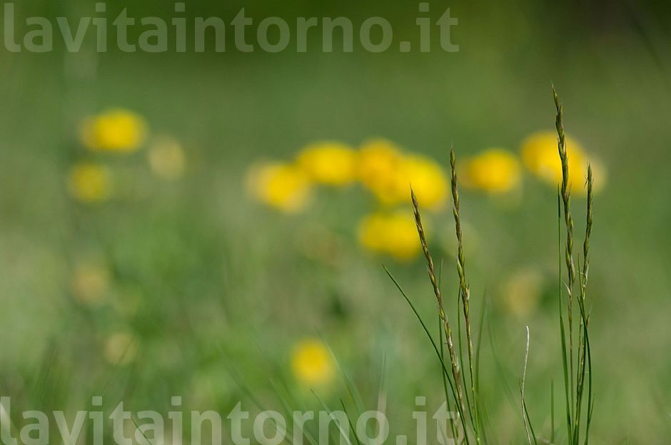 in the meadow #2