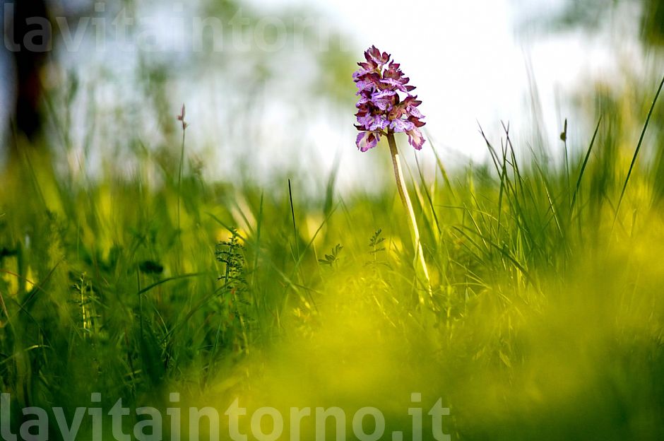 s'erge solitaria e fiera