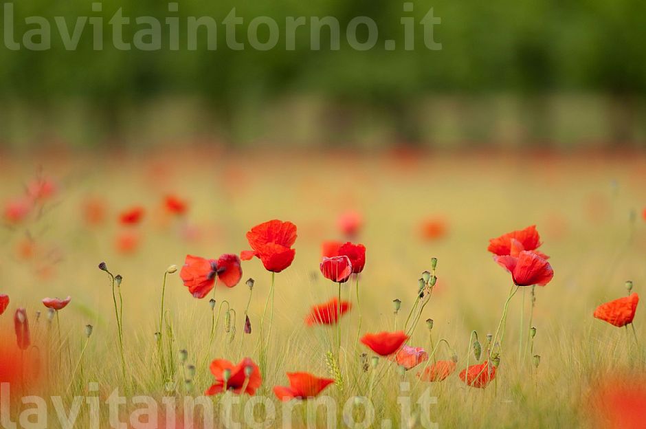 seasonal red spots #2