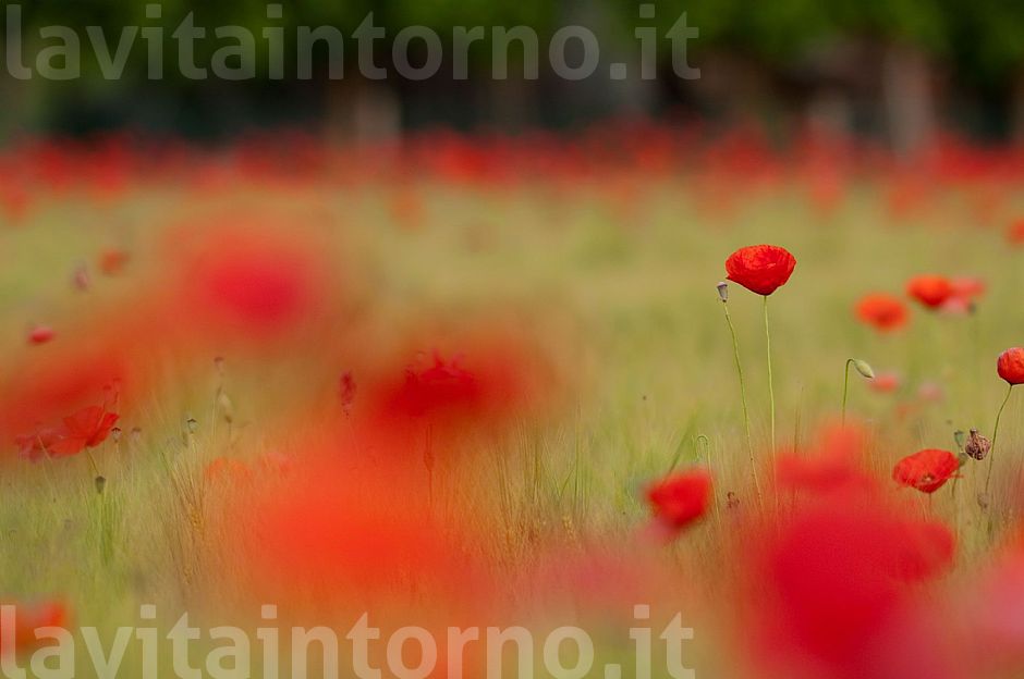 seasonal red spots #3