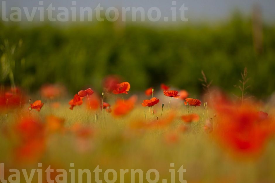 seasonal red spots #4