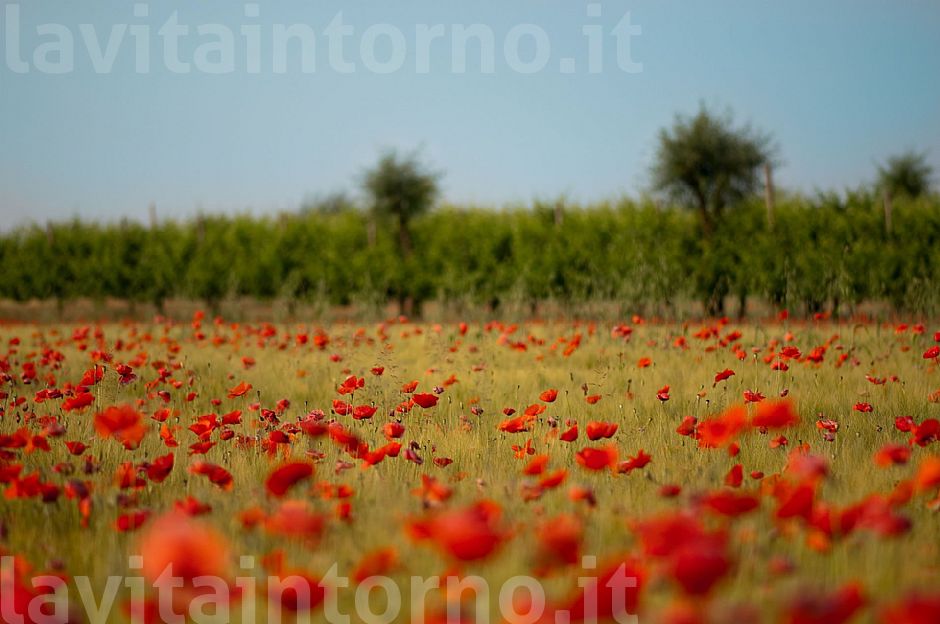 a peaceful sensation #2