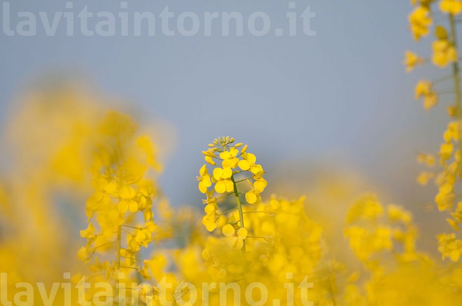 seasonal yellow spots