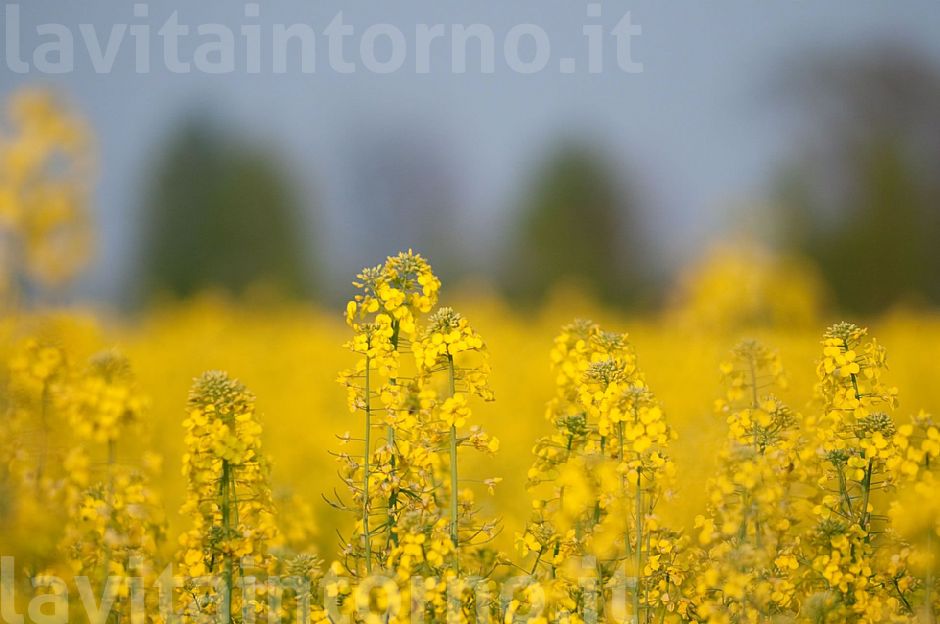 seasonal yellow spots #2