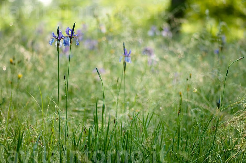 Iris Sibirica's environment