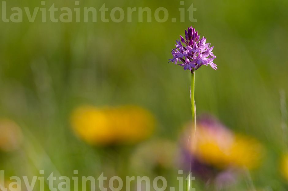 un gioiello fra gli steli
