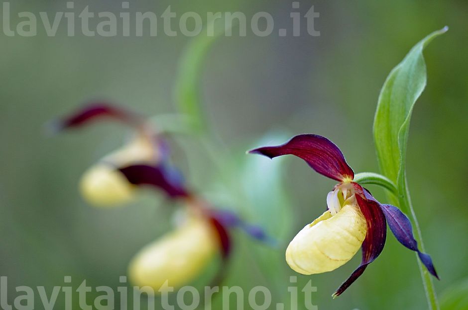 Cypripedium calceolus