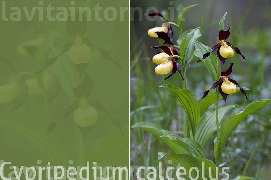 Cypripedium calceolus #2