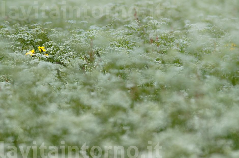 in the top on the left