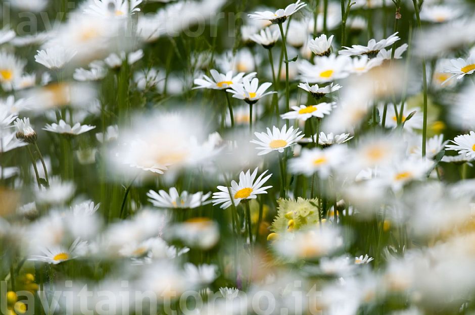 white seasonal spots