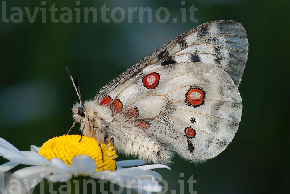 Parnassius apollo