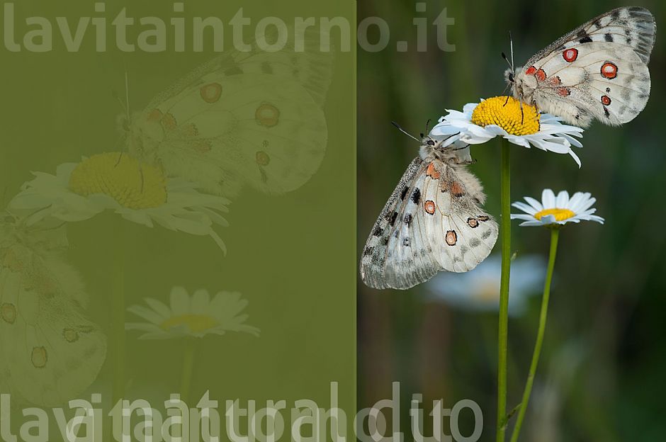 Parnassius apollo: a natural duo