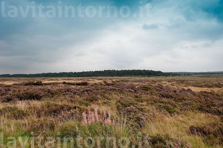 De Hoge Weluwe National Park