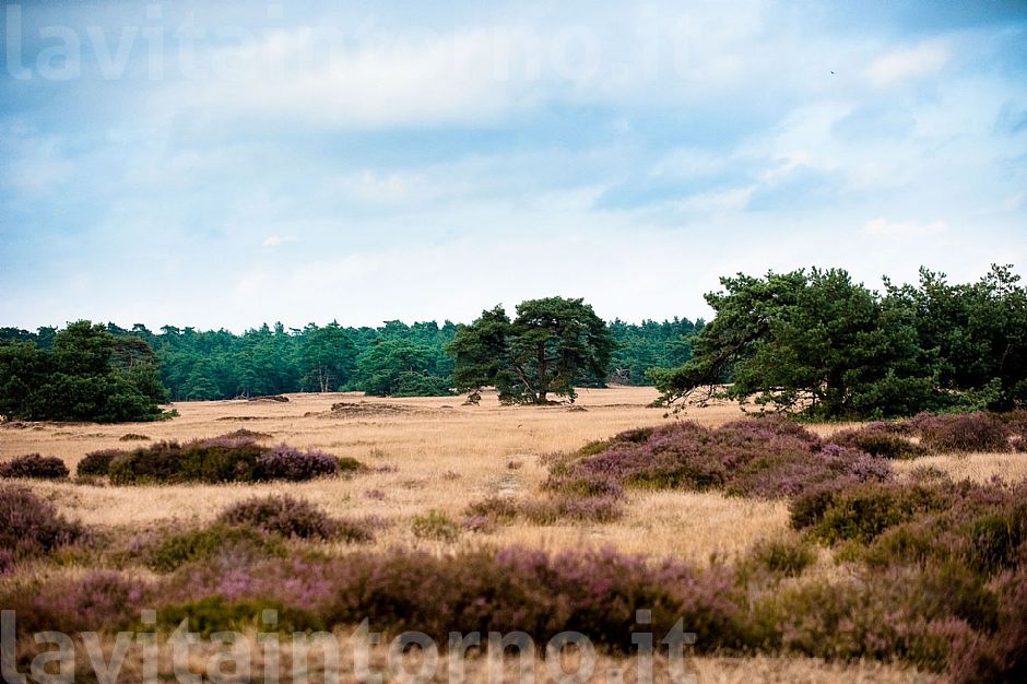 De Hoge Weluwe National Park #3
