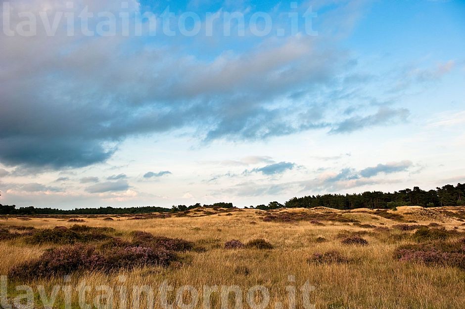 De Hoge Weluwe National Park #4