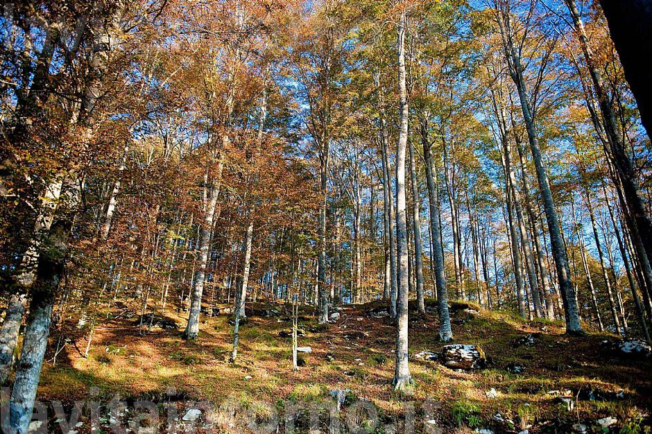 fra i faggi del Cansiglio 