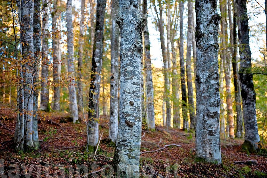 fra i faggi del Cansiglio #2