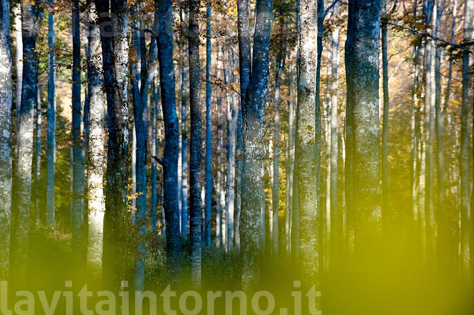 fra i faggi del Cansiglio #3