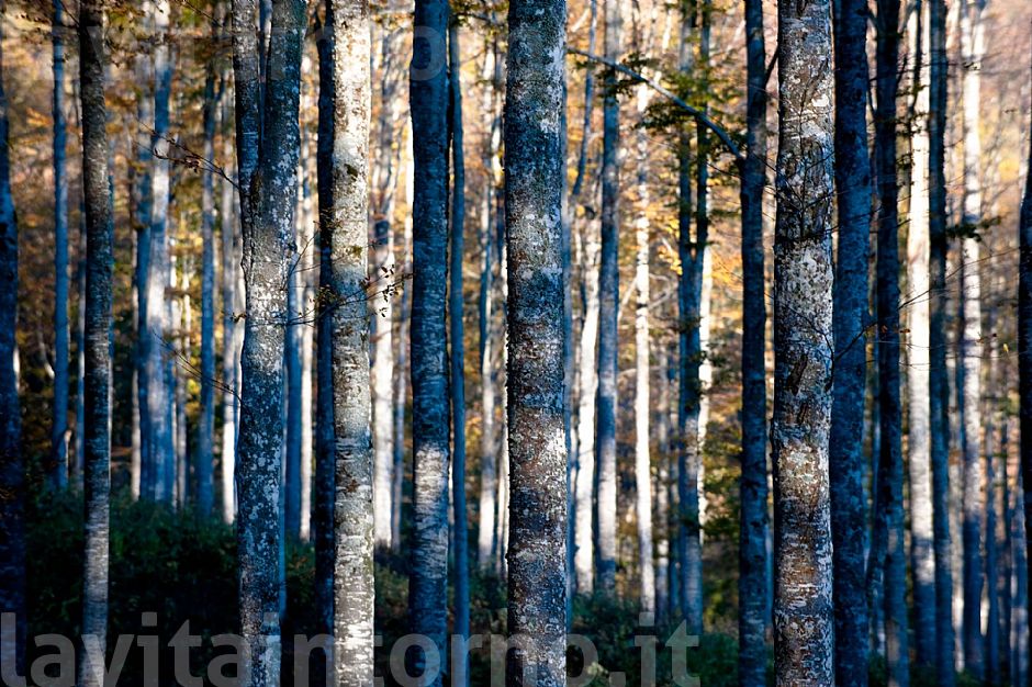 fra i faggi del Cansiglio #4