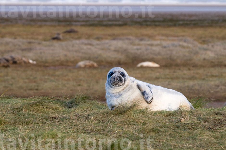 Gray seal's pup