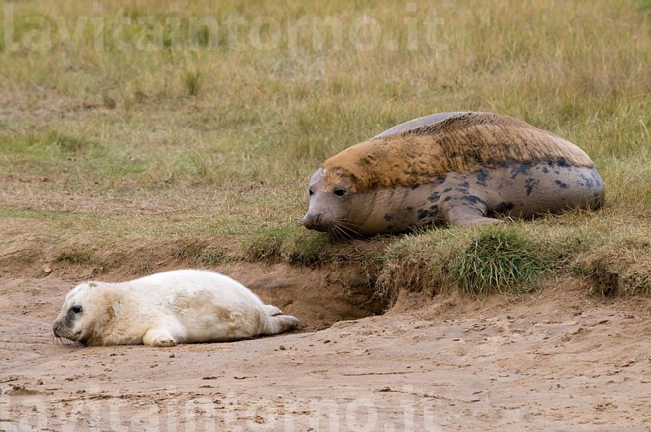 Gray seal: mother and pup