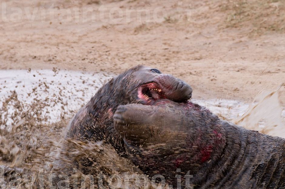 Gray seals: fighting between males