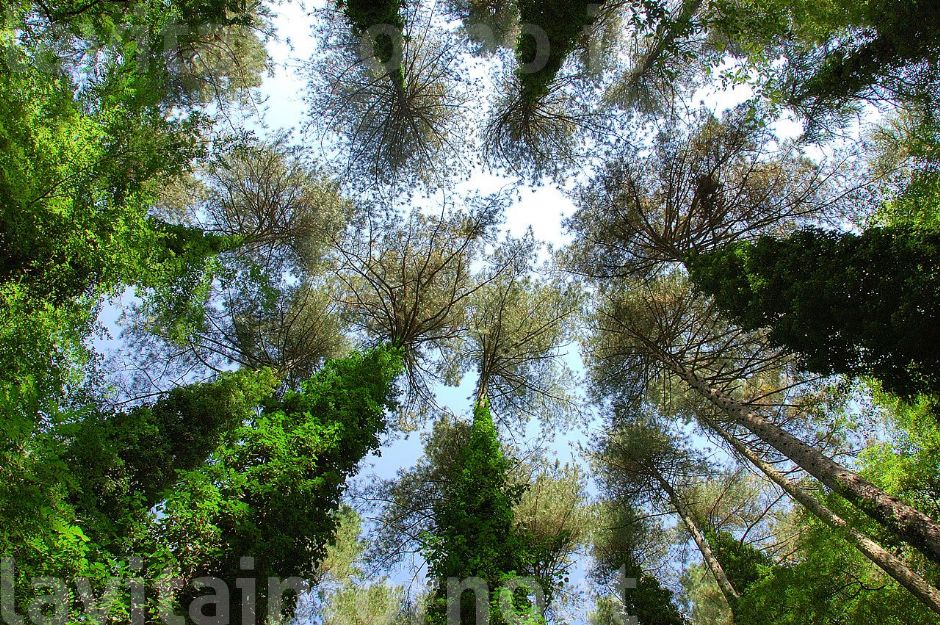 sotto un cielo di giganti