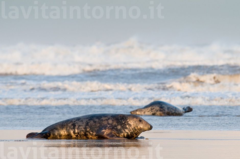 Gray seals #2