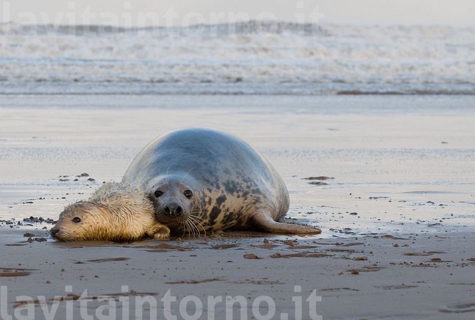 Gray seal: mother and pup #2