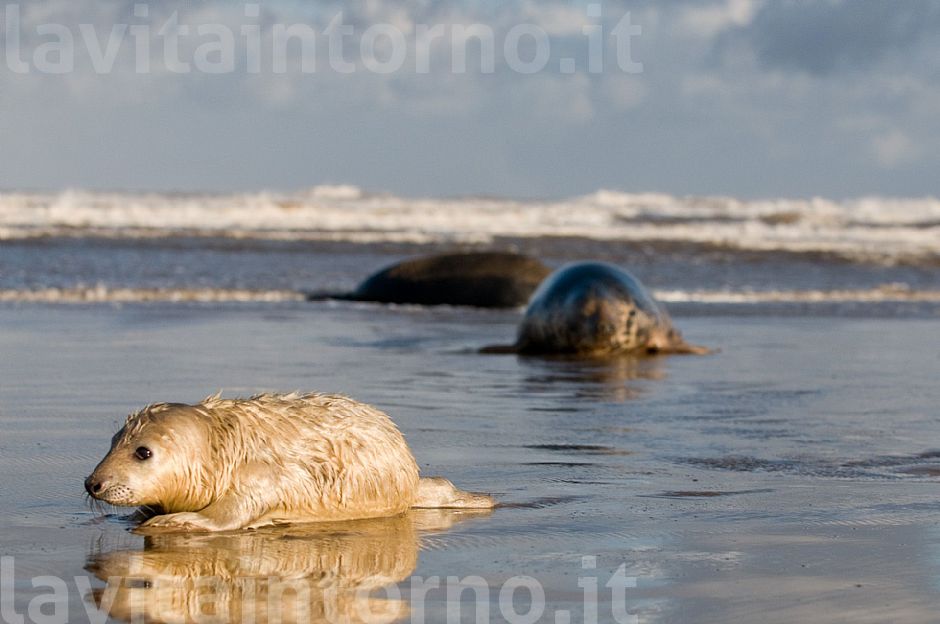 Gray seal: mother and pup #3