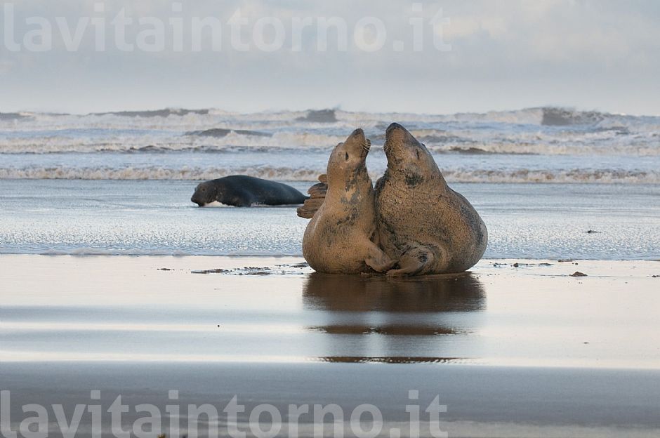 Gray seals: a new couple